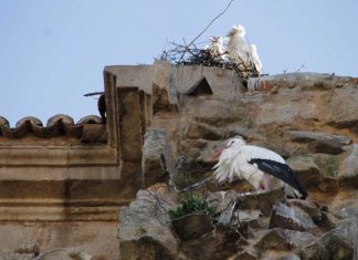Cigüeñas a medio gas