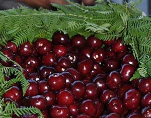 La DOP Cereza del Jerte espera una buena campaña