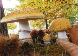 La otoñada tiñe de nuevo el Jerte