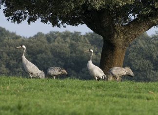 Los Bonos Turísticos de Extremadura podrán comprarse hasta el 31 de enero de 2022