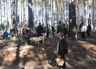 Hongos, setas y magia otoñal