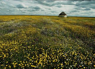 El TSJEx prohíbe construir fotovoltaicas en los Llanos de Cáceres