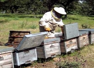 Apaex advierte de la caída de producción y precios de la miel