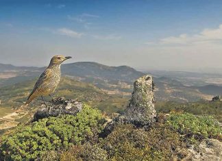 Arranca la edición virtual de la FIO