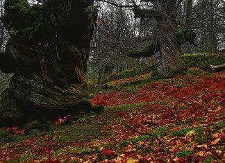 Descubre los Castaños del Temblar