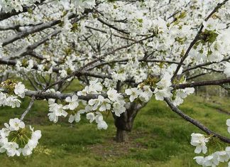 El Valle del Jerte florece pese al coronavirus