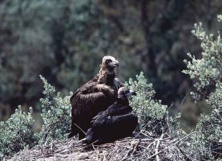 La UEx participa en un estudio sobre ciencia ciudadana y el seguimiento de aves