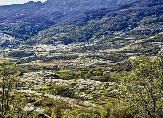 Empieza el espectáculo del cerezo en flor en el Valle del Jerte
