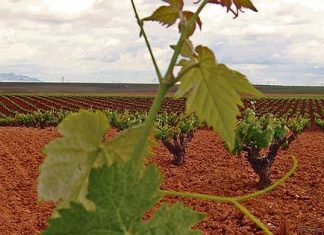 Primavera enogastronómica: Historia y vino