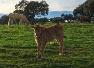 La agricultura y ganadería extremeña se beneficiarán de de una minoración de unos 36 millones por la bajada de módulos del IRPF 2019