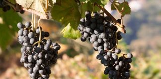 Extremadura podrá plantar 272,4 nuevas hectáreas de viñedo este año