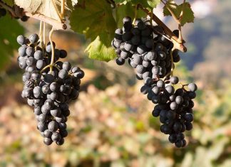 Extremadura podrá plantar 272,4 nuevas hectáreas de viñedo este año