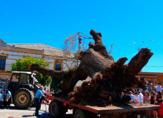 Aldea del Cano celebra su tradicional Festival del Tuero