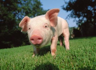 El destino de todo cerdo