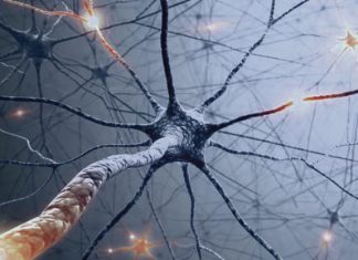 Ayudas a tus neuronas