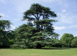 Cedro horóscopo celta febrero