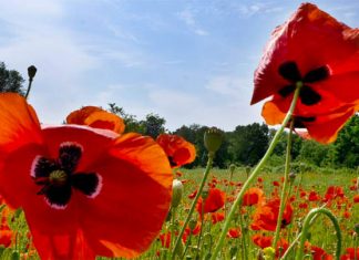 Primavera, la bruja circe