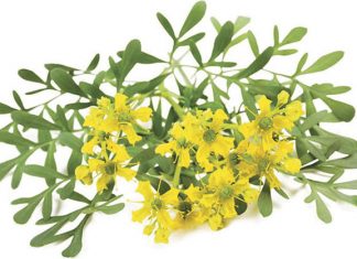 La Ruda la bruja Circe