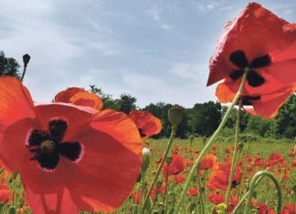 Primavera y salud. la Bruja Circe