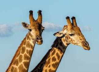 De jirafas y píxeles