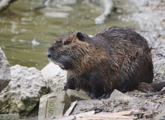 Nutria. Nacidos del 19 de enero al 18 de febrero. La Bruja Circe