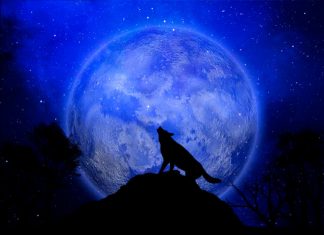 El Lobo El lobo. La Bruja Circe.