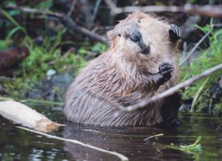 El Castor (del 20 de abril al 20 de mayo)