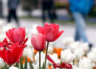 Adiós febrero, adiós Adiós febrero, adiós. La Bruja Circe.