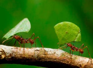 Como hormigas mojadas Políticos. La bruja Circe