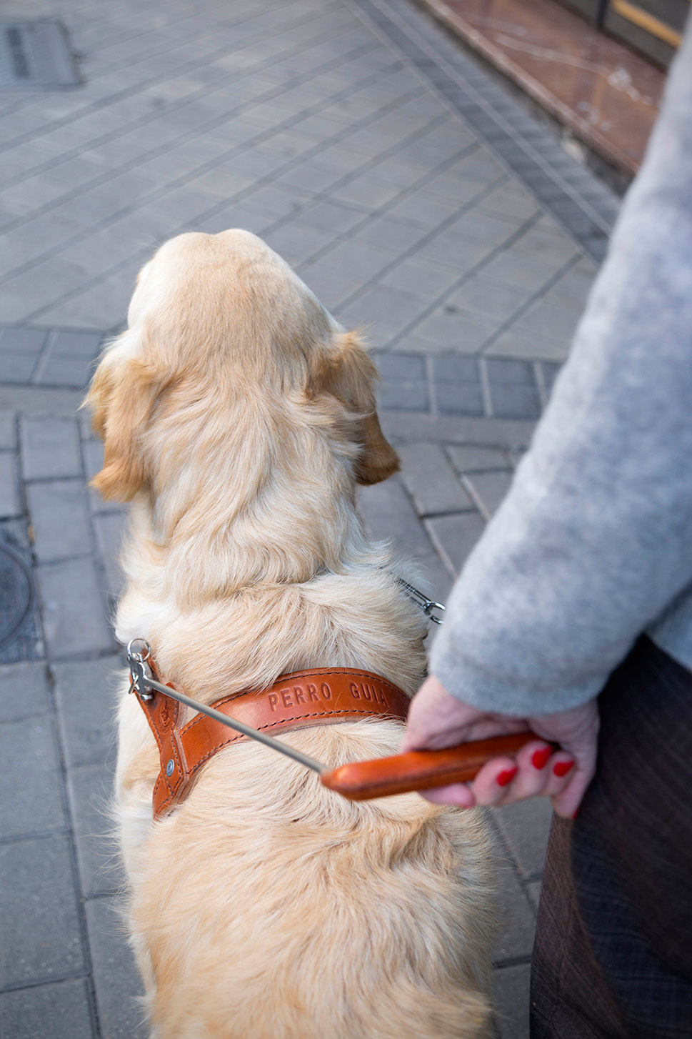 Dieciocho perros guía permiten la autonomía de las personas ciegas durante el confinamiento