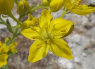 La ruda, atraer la suerte