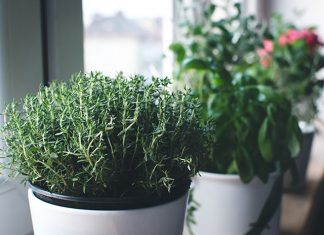 tomillo. La Bruja Circe