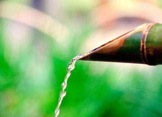 Bambú. Suerte y protección. La Bruja Circe.