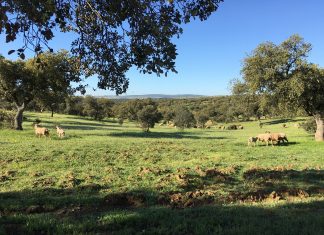 La Torta del Casar, el sabor que quisieron (y no pudieron) llevarse a Holanda