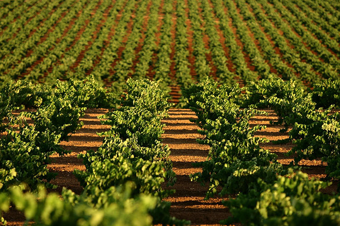 La producción de uva de vino asegurada crece un 25% en Extremadura en los últimos cinco años