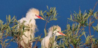 Badajoz muestra en la FIO el poderío ornitológico de la ZEPA urbana más extensa de Europa