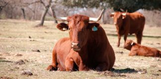 Ternera de Extremadura / Vaca de Extremadura
