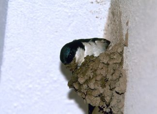 Una comunidad de vecinos de Cáceres se enfrenta a una pena de cárcel por destruir una colonia de avión común