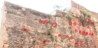 El Festivalino de las Aves de Cáceres identifica más de 100 nidos de vencejos en el adarve de la muralla - FESTIVALINO DE LAS AVES
