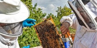 El sector apícola indica que la producción de la miel caerá al 50% por las condiciones climáticas