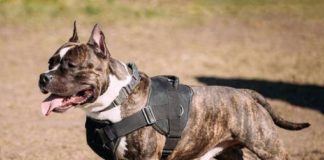La Policía Local de Cáceres pone denuncias por incumplir la normativa de perros peligrosos