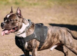 La Policía Local de Cáceres pone denuncias por incumplir la normativa de perros peligrosos