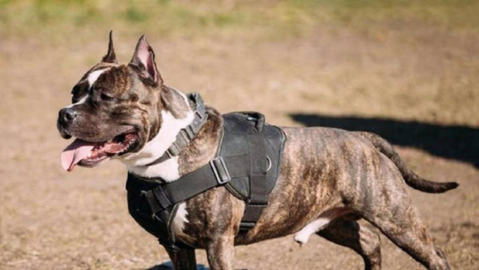 La Policía Local de Cáceres pone denuncias por incumplir la normativa de perros peligrosos