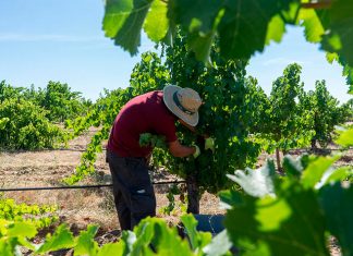 Bodegas Habla comienza su vendimia