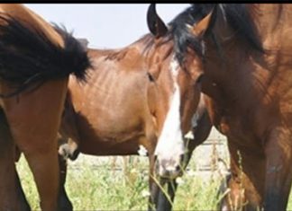 El IV Premio de Fotografía del Colegio de Veterinarios de Cáceres mantiene el plazo de inscripción hasta el 30 de septiembre