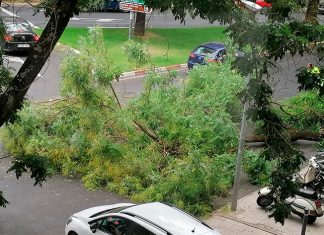 Cortado un carril de Hernán Cortés por la caída de una rama de un árbol