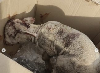 El Ayuntamiento pide la colaboración para identificar a quienes arrojaron a un cordero a un contenedor El Ayuntamiento pide la colaboración para identificar a quienes arrojaron a un cordero a un contenedor