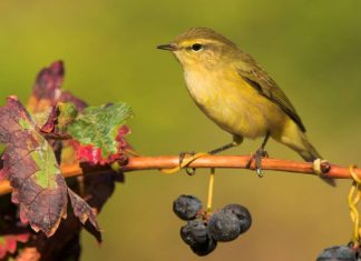 Disfruta del otoño con Los colores de la vendimia