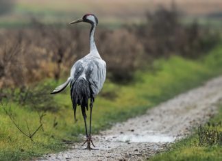 Todo listo para la décima edición de Moraleja Vuela