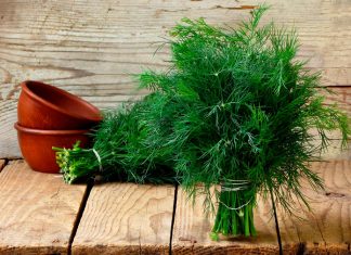 Eneldo mágico. La flor del dinero